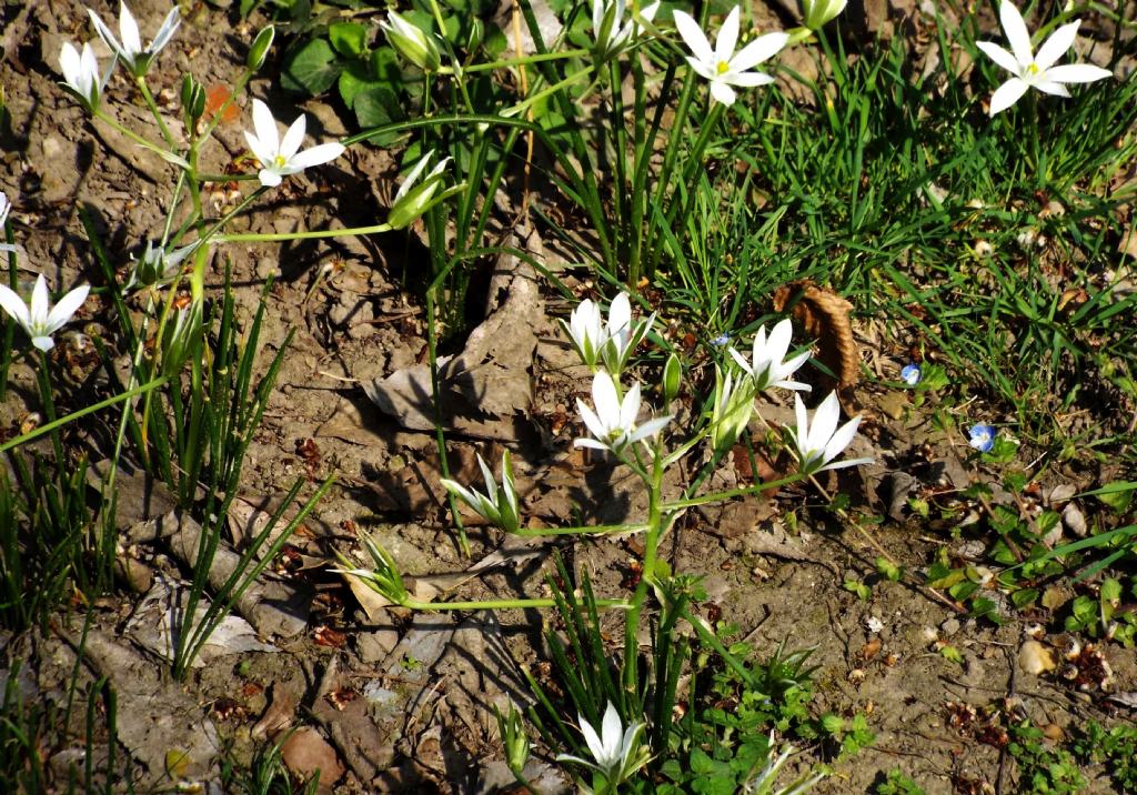 Ornithogalum divergens  (Asparagaceae)